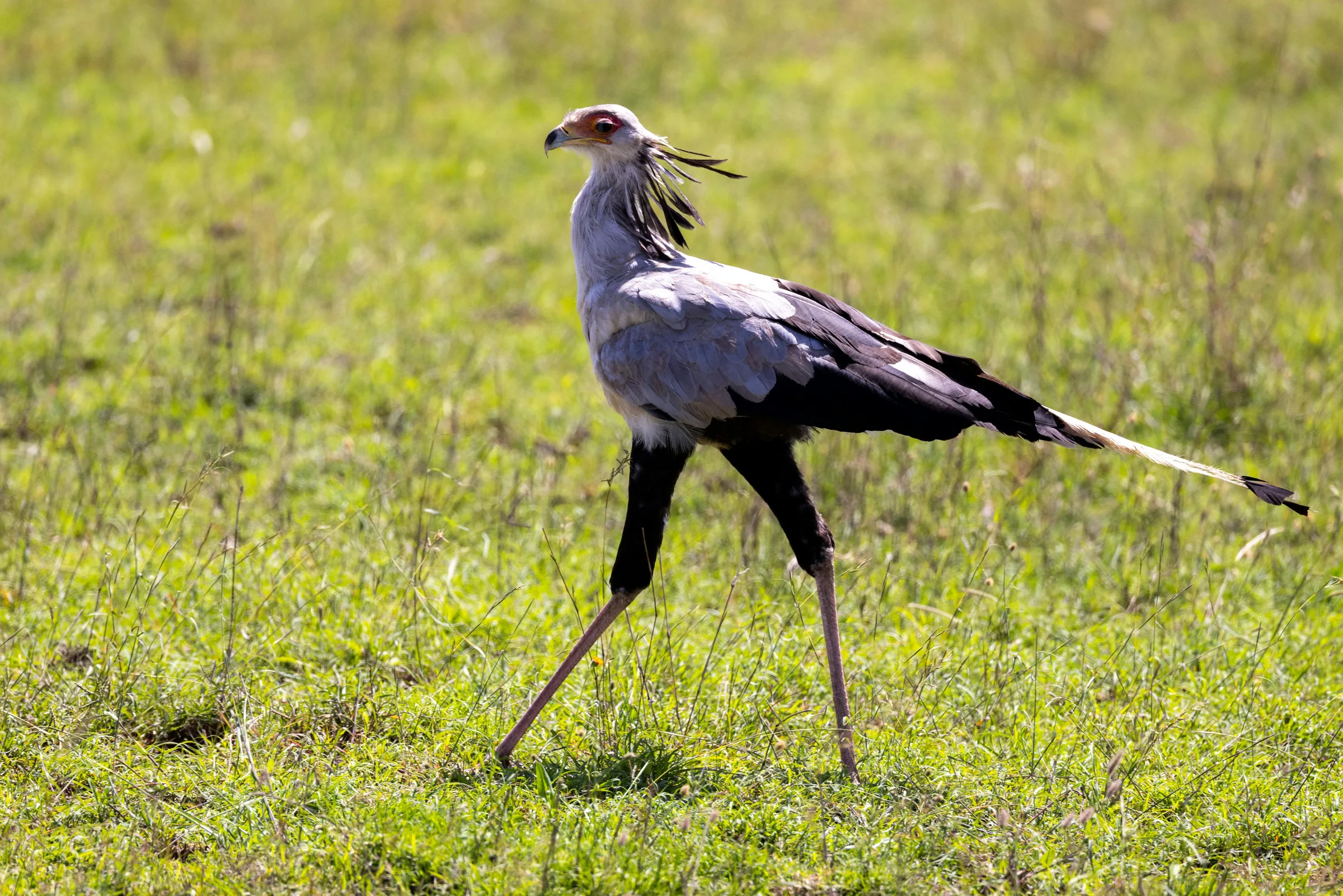 Secretary Bird | Kenya Safari Experience | Samton Safaris | Samton Safaris